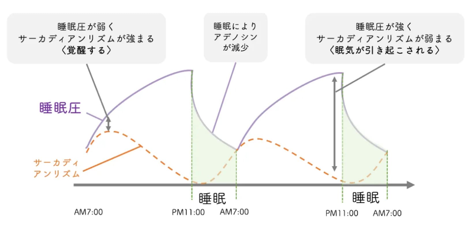 睡眠圧の図版