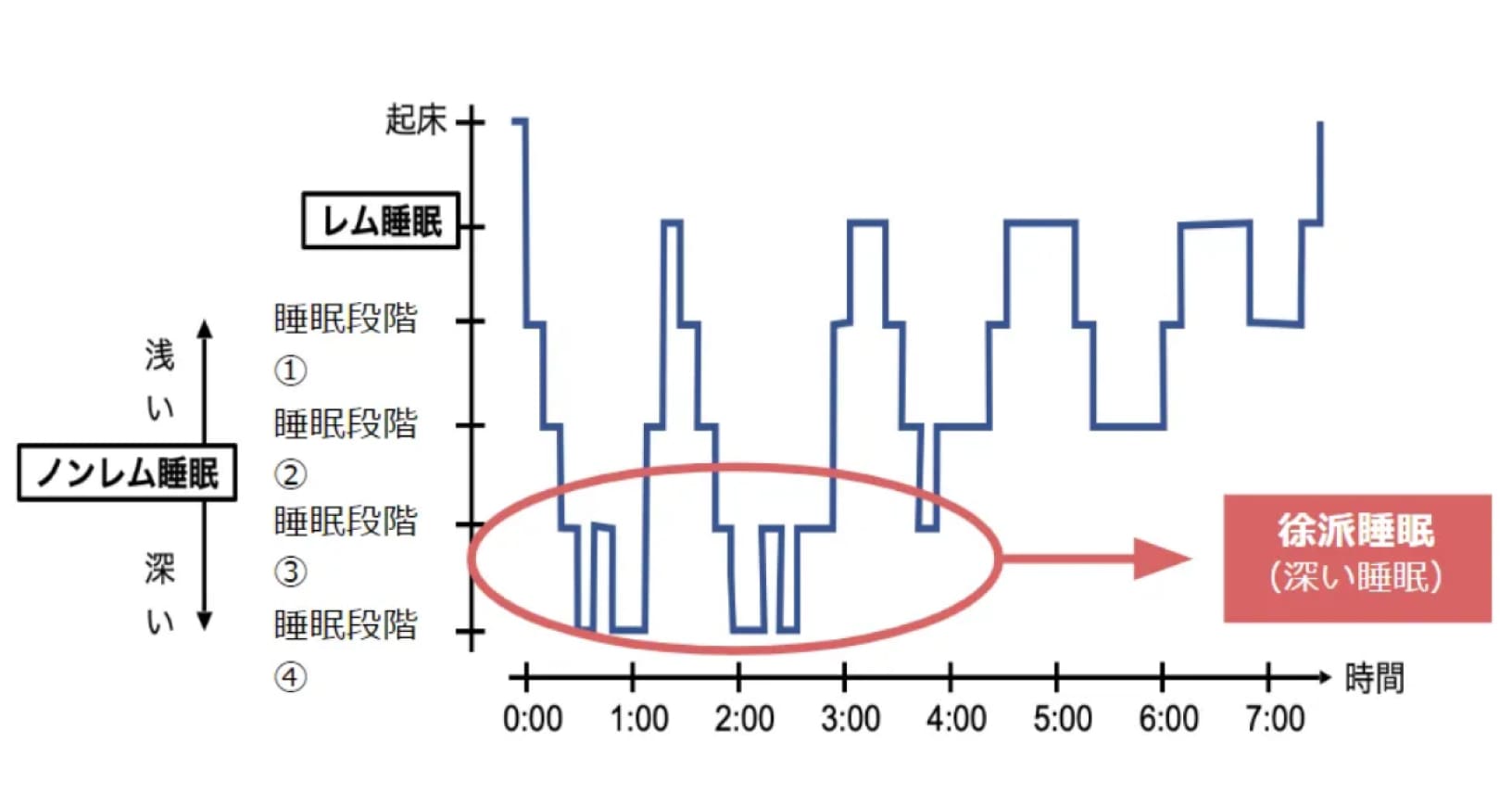 睡眠段階の図版